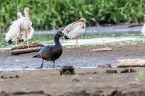 Pato criollo (Canard musqué) Tarcoles - Costa Rica