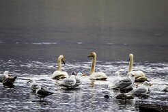 Cygne chanteur Fjords du Nord-Ouest