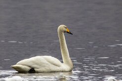 Cygne chanteur Fjords du Nord-Ouest
