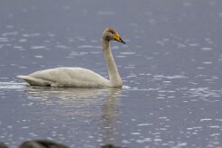 Cygne chanteur Fjords du Nord-Ouest