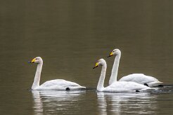 Cygne chanteur Fjords du Nord-Ouest