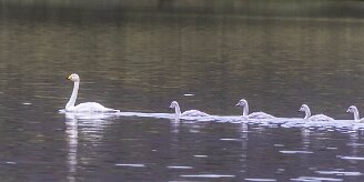 Cygne chanteur Kirkjüfellsvatn