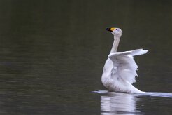Cygne chanteur Kirkjüfellsvatn