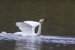 Cygne chanteur Kirkjüfellsvatn