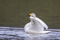 Cygne chanteur Kirkjüfellsvatn