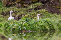 Cygne chanteur Þakgil