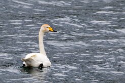 Cygne chanteur Fjords du Nord-Ouest