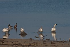 Cygne chanteur