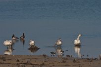 cygne_de_bewick_01