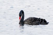 Cygne noir Cygne noir