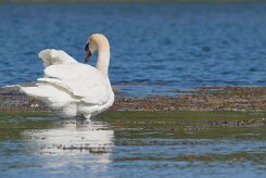 Cygne tuberculé _248430 null