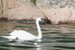 Cygne tuberculé _248436 null