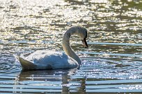 Cygne tuberculé Cygne tuberculé