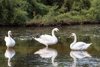 Cygne tuberculé Cygne tuberculé