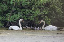 Cygne tuberculé Cygne tuberculé