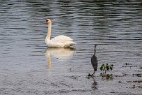 Cygne tuberculé Cygne tuberculé