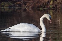 Cygne tuberculé Cygne tuberculé