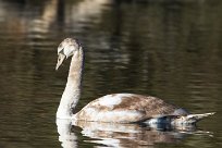 Cygne tuberculé Cygne tuberculé