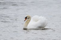 Cygne tuberculé Cygne tuberculé