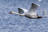 Cygne tuberculé Lac du Der