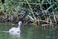 Cygne tuberculé Lac du Der