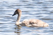 Cygne tuberculé Lac du Der