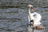 Cygne tuberculé Lac du Der