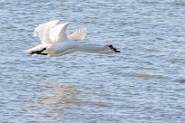 Cygne tuberculé Cygne tuberculé