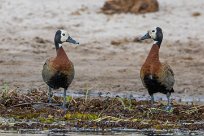 White-faced Whistling Duck (Dendrocygne veuf) Chobe River