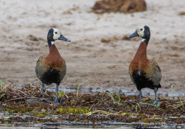 Dendrocygne veuf