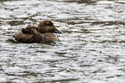 Eider à duvet Fjords du Nord-Ouest