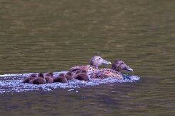 Eider à duvet Fjords du Nord-Ouest
