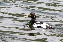 Eider à duvet Fjords du Nord-Ouest