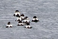 Eider à duvet Fjords du Nord-Ouest