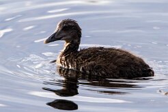 Eider à duvet Du côté de Darvik