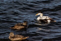 Eider à duvet Île de Grimsey