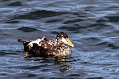 Eider à duvet Île de Grimsey