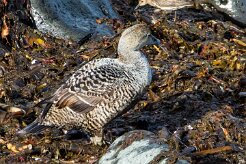 Eider à duvet Île de Grimsey
