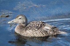 Eider à duvet Péninsule de Reykjanes