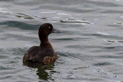 Fuligule morillon Lac Myvatn