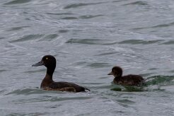 Fuligule morillon Lac Myvatn