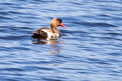 Nette rousse Brenne