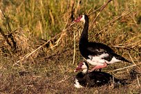 Spur-winged Goose (Oie-armée de Gambie) Spur-winged Goose (Oie-armée de Gambie)