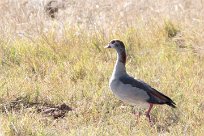 Egyptian Goose (Ouette d'Egypte) Chobe National Park