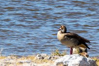 Egyptian goose (Ouette d'Egypte) Okaukuejo - Etosha - Namibie