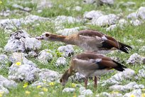 Egyptian goose (Ouette d'Egypte) Etosha