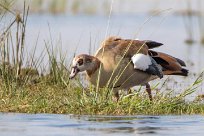 Egyptian goose (Ouette d'Egypte) Chobe River