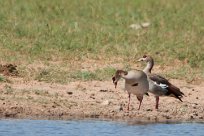 Egyptian goose (Ouette d'Egypte) Etosha