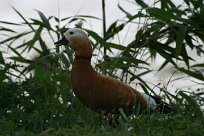 Tadorne casarca Tadorne casarca