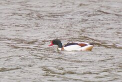 Entre Morbihan et Finistère null